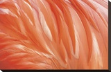 Danza de la Pluma Stretched Canvas Print by Xavier Ortega