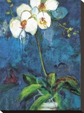 Phalaenopsis I Stretched Canvas Print by Connie Tunick