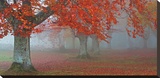 Árboles Rojos Stretched Canvas Print by Juan Antonio Palacios