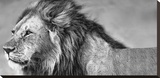 Lion Eyes Stretched Canvas Print by Xavier Ortega