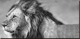 Lion Eyes Leinwand von Xavier Ortega