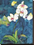Phalaenopsis II Stretched Canvas Print by Connie Tunick