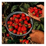 "Strawberries,"June 1, 1948 Giclee Print by J.c. Allen