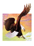 "Soaring Bald Eagle,"October 28, 1933 Giclee Print by Jack Murray