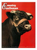 "Black Bull," Country Gentleman Cover, February 1, 1944 Giclee Print by Salvadore Pinto
