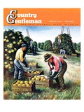"Picking Grapefruit," Country Gentleman Cover, February 1, 1942 Giclee Print by John S. Demartelly