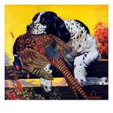 "Retriever with Pheasant,"November 1, 1934 Giclee Print by J.F. Kernan