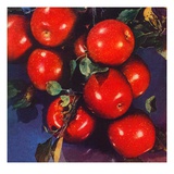 "Ripe Red Apples,"October 1, 1947 Giclee Print by Jon Fujita