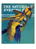 "Three Parrots," Saturday Evening Post Cover, March 11, 1939 Giclee Print by Julius Moessel