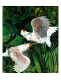 "Two Cockatoos,"September 3, 1938 Giclee Print by Julius Moessel