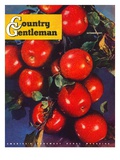 "Ripe Red Apples," Country Gentleman Cover, October 1, 1947 Giclee Print by Jon Fujita