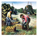 "Picking Grapefruit,"February 1, 1942 Giclee Print by John S. Demartelly