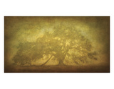 St. Joe Plantation Oak in Fog 3 Giclee Print by William Guion