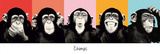 The Chimp - pop Posters