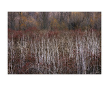 Teasel and Rosehips III Giclee Print by David Lorenz Winston
