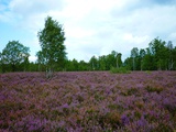 Luneburg Heath Photographic Print by Karin Schwan