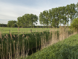 Hobrechtswald in Brandenburg Photographic Print by Gabi Wolf