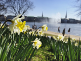 Springtime at Lake Alster in Hamburg Photographie