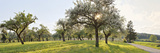 Orchard Photographic Print