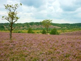 Luneburg Heath Photographic Print by Karin Schwan