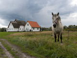 White Horse on the Pasture in Front of White Houses Photographic Print by Frank Roeder