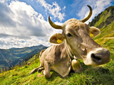 Young Cow Is on a Pasture Photographic Print by Frank Roeder