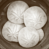 Sand Dollars - Duotone Poster by Katano Nicole
