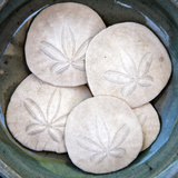 Sand Dollars Posters by Katano Nicole