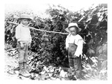 Boys with Grapes, Granger, WA, 1911 Giclee Print by Ashael Curtis
