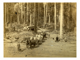 Hauling Logs, 10 Horse Teams Veazie Russell's Camp, Enumclaw, Washington (ca. 1890) Giclee Print by Edward Sather
