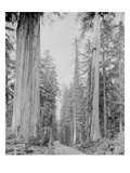 Cedar Trees, Clearwater, WA, 1936 Giclee Print by Ashael Curtis