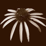 Cone Flower Duotone Prints by Katano Nicole