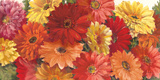 Bountiful Gerberas Crop Art by Carol Rowan