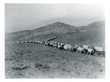 Wagon Train - Oregon Trail Wagon Train Reenactment, 1935 Giclee Print by Ashael Curtis