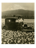 Daffodil Field, Automobile and Mount Rainier, ca. 1929 Giclee Print by Marvin Boland