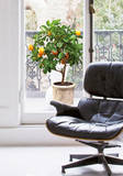 Tangerines Tree Autocollant mural par . Design Team
