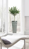 Olive Tree Seinätarra tekijänä . Design Team Olive Tree Seinätarra tekijänä . Design Team