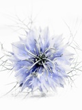 A Black Cumin Flower Photographic Print by Barbara Lutterbeck