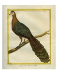 Green Peacock Reproduction procédé giclée par Georges-Louis Buffon