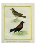 Horned Lark And Giclee Print by Georges-Louis Buffon