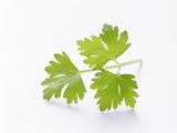 Cilantro Photographic Print