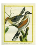 Black-Crowned Tchagra and Black-Crested Antshrike Reproduction procédé giclée par Georges-Louis Buffon