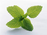 Mint Leaves Photographic Print