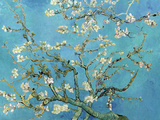 Almendro con flores, San Remy (Almond Branches in Bloom, San Remy, ca.1890) Pósters por Vincent van Gogh