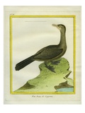 Brown Booby Giclee Print by Georges-Louis Buffon
