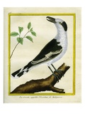 Common Fiscal Shrike Giclee Print by Georges-Louis Buffon