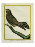 White-Tailed Nightjar Giclee Print by Georges-Louis Buffon