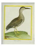Female Night Heron Giclee Print by Georges-Louis Buffon