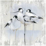 3 Oiseaux Prints by Pascal Cessou