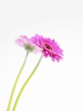 Two Pink Gerberas Photographic Print by Renate Forster